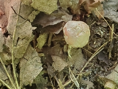 Phallogaster saccatus