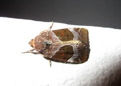 Hampsonodes mastoides