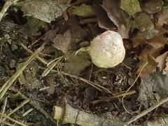 Phallogaster saccatus