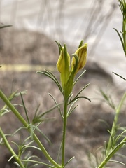 Cordylanthus wrightii