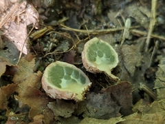 Phallogaster saccatus