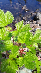Rubus arcticus