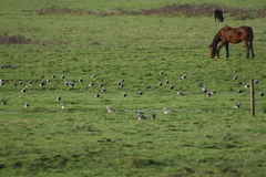 Vanellus chilensis chilensis