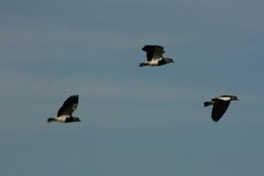 Vanellus chilensis chilensis
