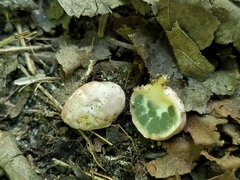 Phallogaster saccatus