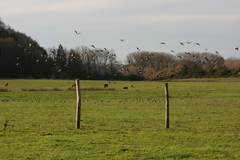 Vanellus chilensis chilensis