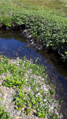 Rubus arcticus