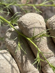 Cordylanthus wrightii