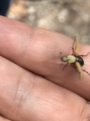 Macrodactylus uniformis