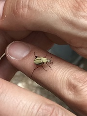 Macrodactylus uniformis