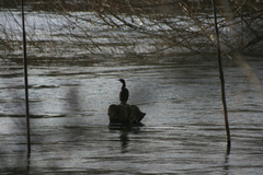 Nannopterum brasilianum