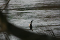 Nannopterum brasilianum