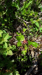 Rubus arcticus