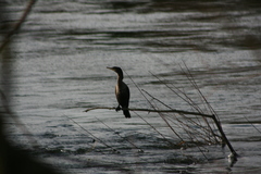 Nannopterum brasilianum