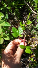 Rubus arcticus
