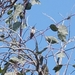 photo of Rufous, Allen's, And Allied Hummingbirds (Selasphorus)