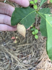 Amphibolips quercusilicifoliae