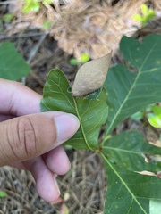 Amphibolips quercusilicifoliae