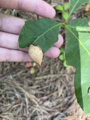 Amphibolips quercusilicifoliae