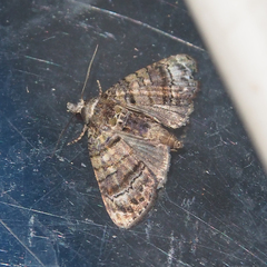 Chlumetia transversa
