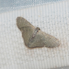 Lophophleps triangularis