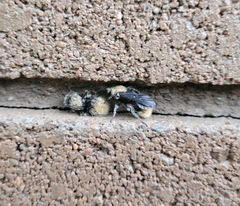 Dasymutilla eminentia