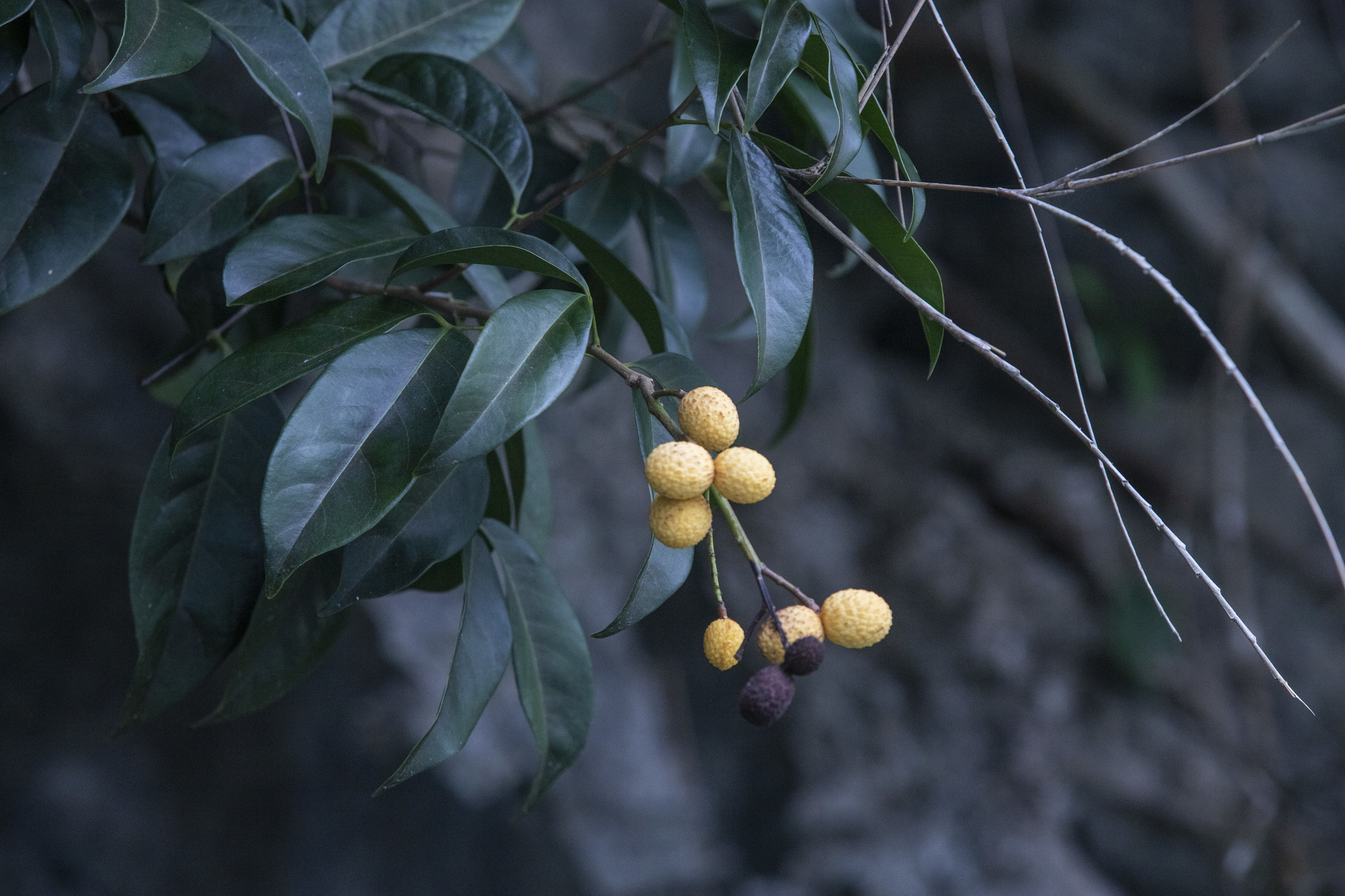 Xerospermum noronhianum — ảnh 2