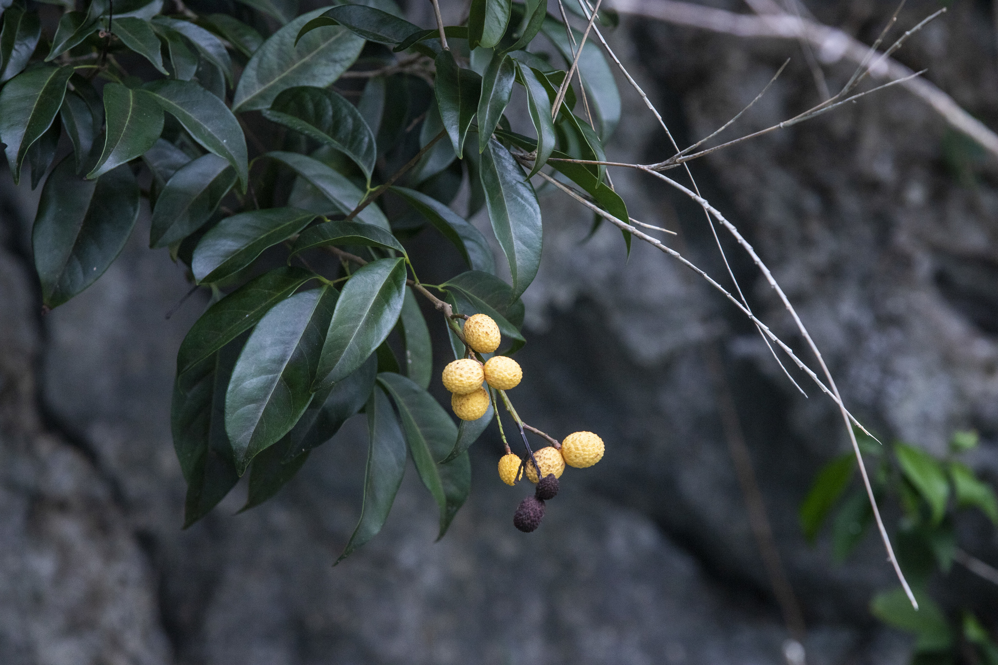 Xerospermum noronhianum — ảnh 3