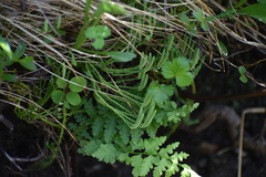 Diphasiastrum alpinum