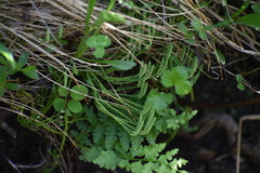 Diphasiastrum alpinum