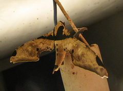 Adhemarius eurysthenes