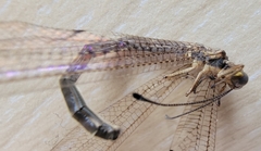 Paraglenurus japonicus