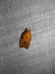 Sparganothis sulfureana