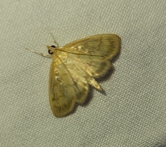 Crocidophora