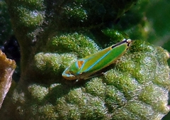 Graphocephala versuta