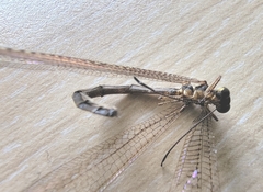 Paraglenurus japonicus