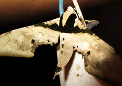 Adhemarius eurysthenes