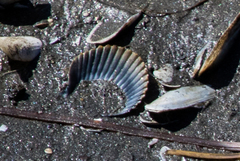 Argopecten ventricosus