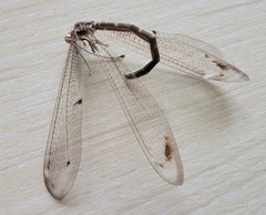 Paraglenurus japonicus