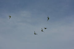 Enicognathus leptorhynchus