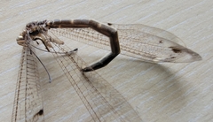 Paraglenurus japonicus