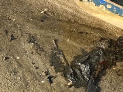 Periophthalmus modestus