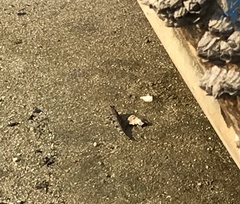 Periophthalmus modestus