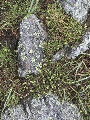 Mononeuria groenlandica