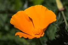 Eschscholzia californica californica