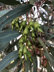 Eucalyptus torquata