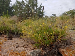 Potentilla rupincola