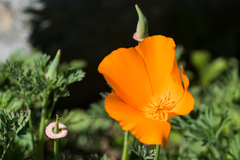 Eschscholzia californica californica