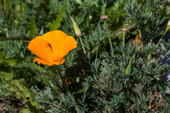 Eschscholzia californica californica