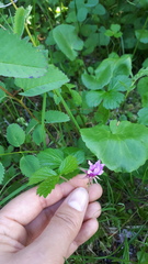 Rubus arcticus
